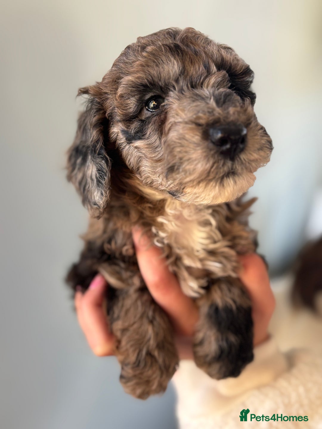 Miniature Poodle dogs for sale: Beautiful health tested miniature poodles  - Advert 23