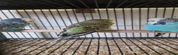 Parrots birds for sale: Birds/Parakeets/Parrots/Amazons  - Advert 14