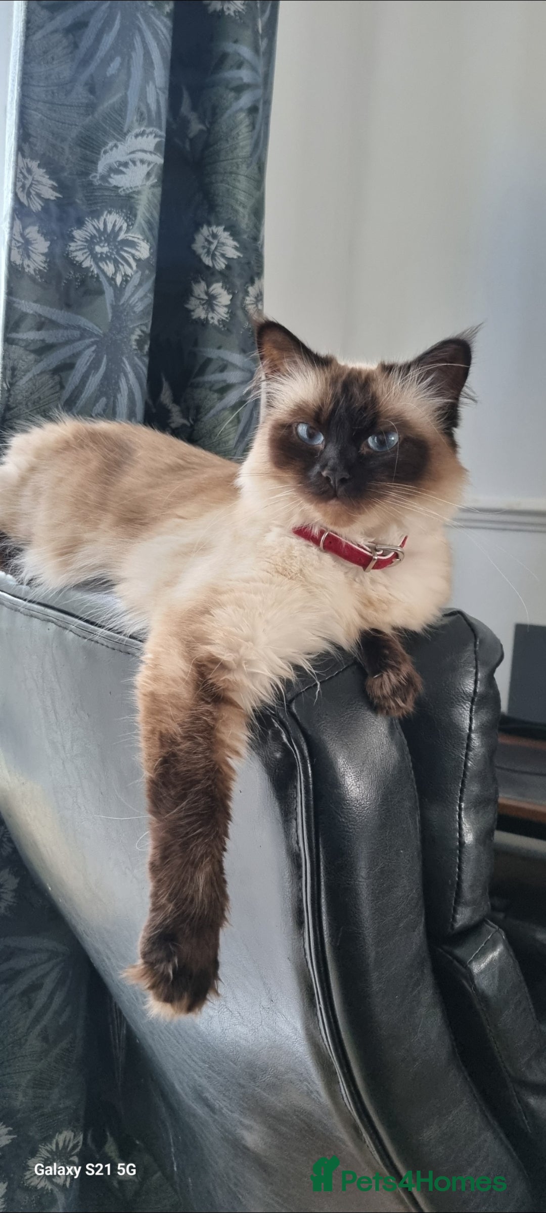 Ragdoll cats for sale: Ragdoll kittens  - Advert 1