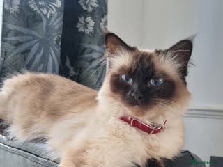 Ragdoll cats Ragdoll kittens - Advert 6