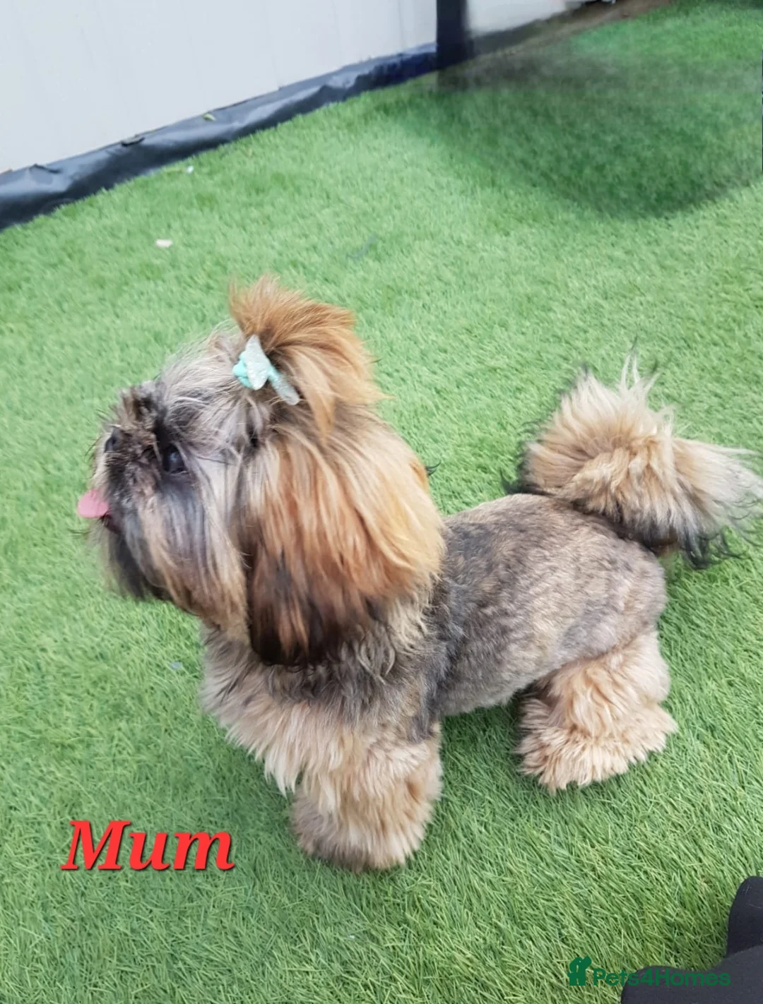Shih Tzu dogs for sale: Beautiful Imperial Shih Tzus  - Advert 18