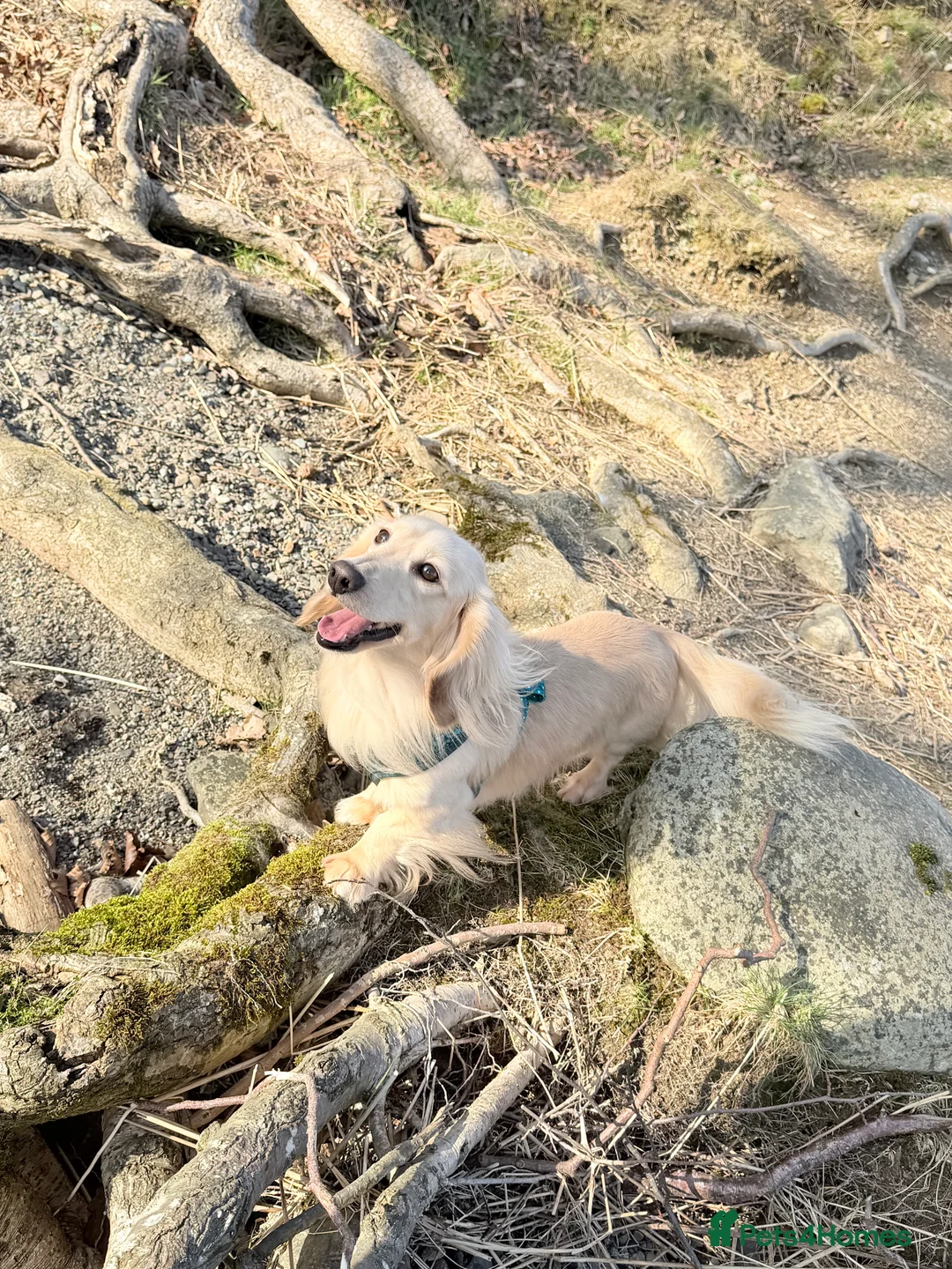 Miniature Dachshund dogs for stud: Outstanding Long Coat Cream Dachshund For Stud! - Advert 2