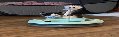 Tuxedo kitten 
