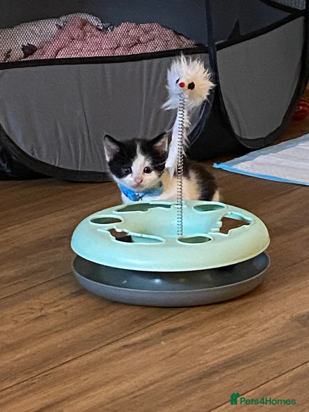 Mixed Breed cats for sale: Kittens for new homes - Advert 2