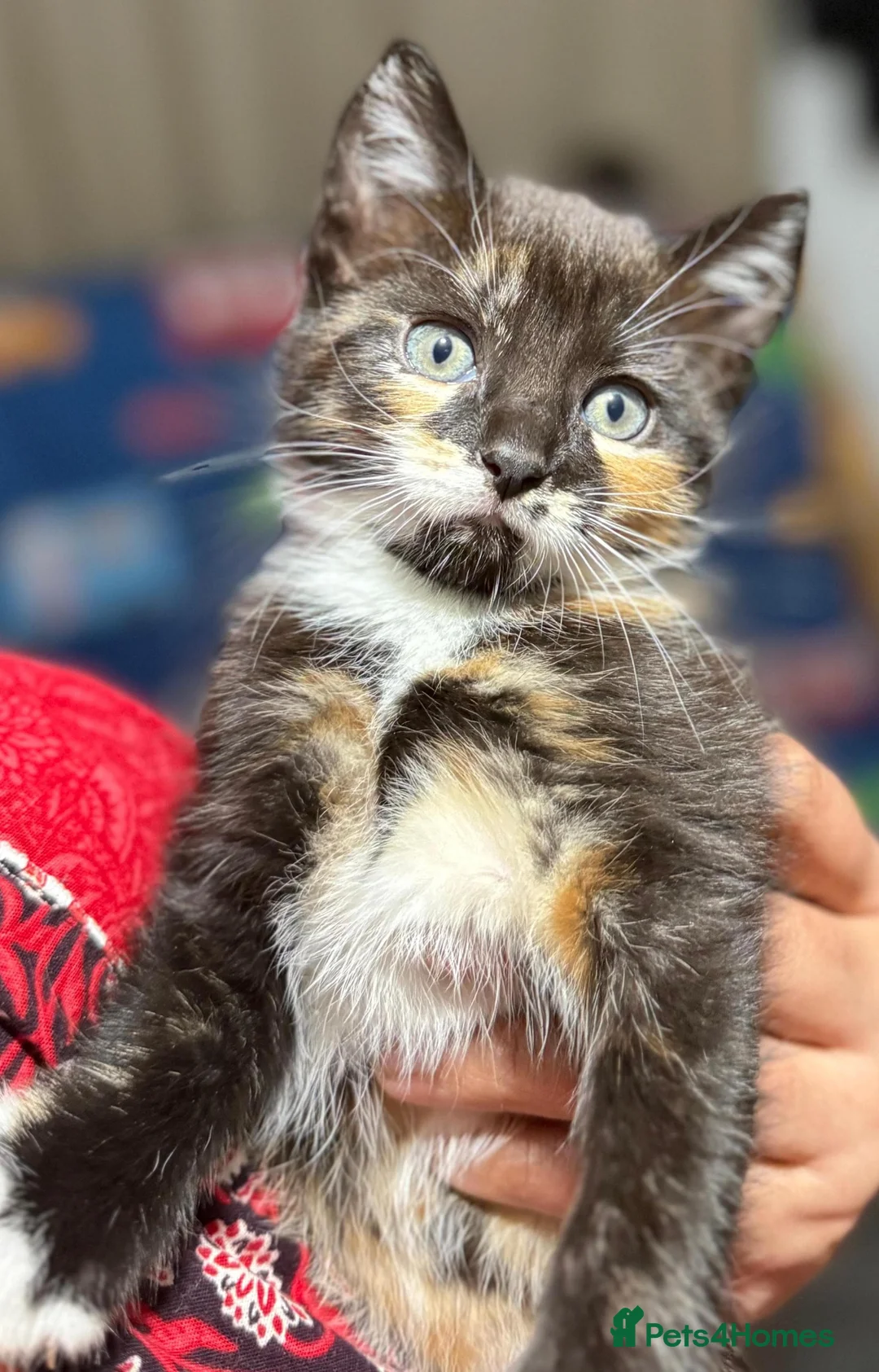 Mixed Breed cats for sale: Lovely kittens looking for new loving parents. - Advert 9