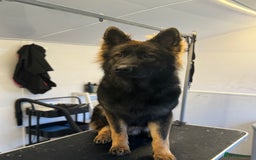 German Shepherd dogs for sale: Working line German shepherd  - Image 2
