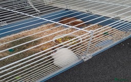 Guinea Pig rodents for sale: Friendly guinea pigs - Image 1
