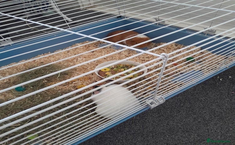 Guinea Pig rodents - Advert 8