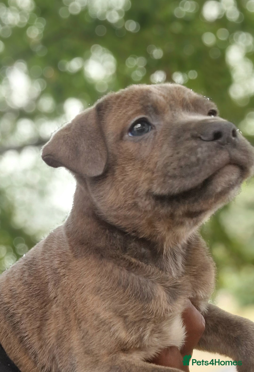 Staffordshire Bull Terrier dogs for sale: CHUNKY blue Staffordshire bull terror puppys - Image 2