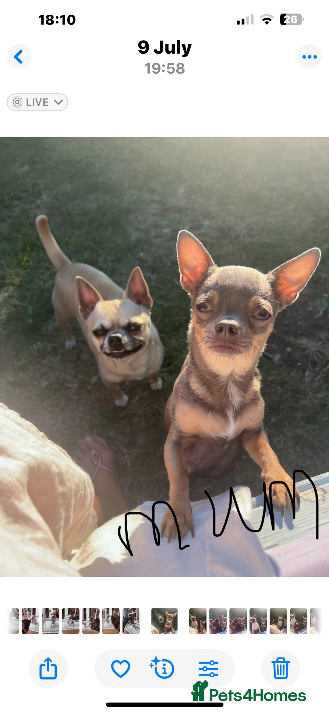 Chihuahua dogs for sale: Short coat chihuahuas available 🐾💓🐶 - Advert 1