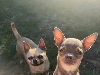 Chihuahua dogs Short coat chihuahuas available 🐾💓🐶 - Advert 1