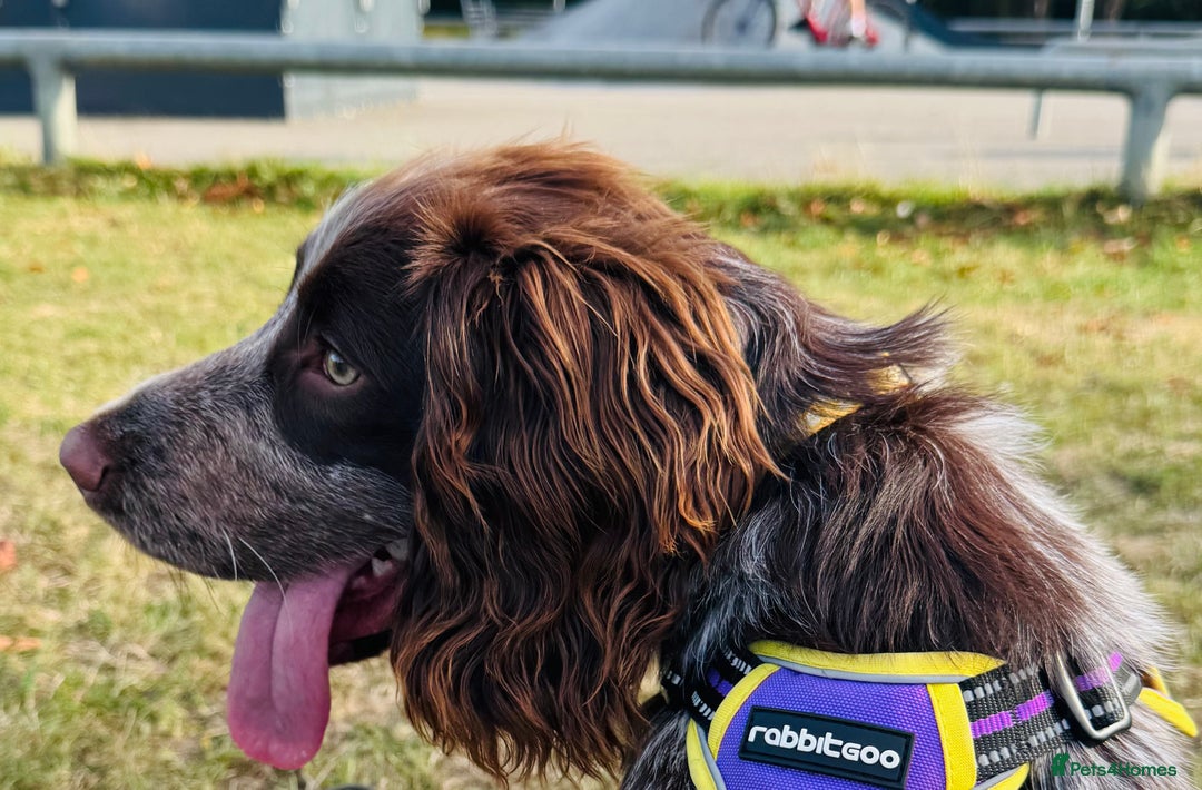 Cocker Spaniel dogs for sale: 6 month working cocker spaniel boy pup  - Image 3