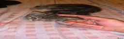 Domestic Shorthair cats for sale: Beautiful kittens  - Advert 8