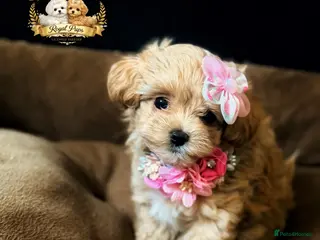 Maltipoo dogs ✨👑READY 🏡 One in a Million F1 Asian Maltipoo👑✨ - Advert 11