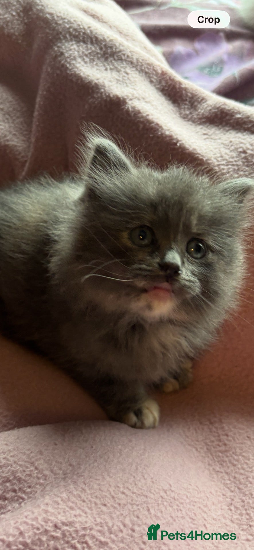 Nebelung cats ***Neblung cross ragdoll babies *** - Advert 2
