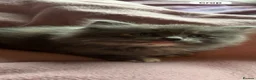 Nebelung cats for sale: ***Neblung cross ragdoll babies *** - Advert 2