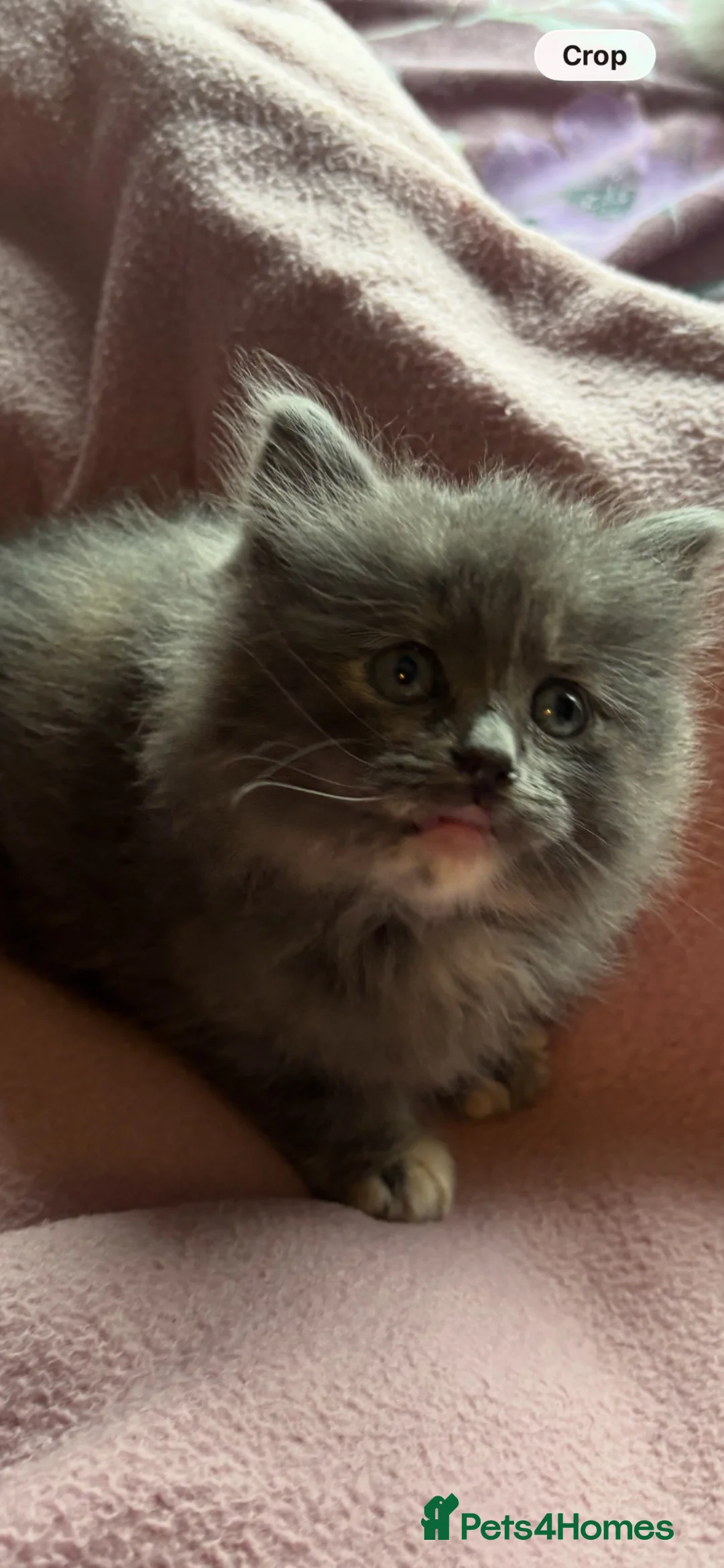 Nebelung cats for sale: ***Neblung cross ragdoll babies *** - Advert 2