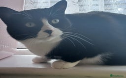 Mixed Breed cats for sale: Black and white loving girl cat 💗 - Image 7