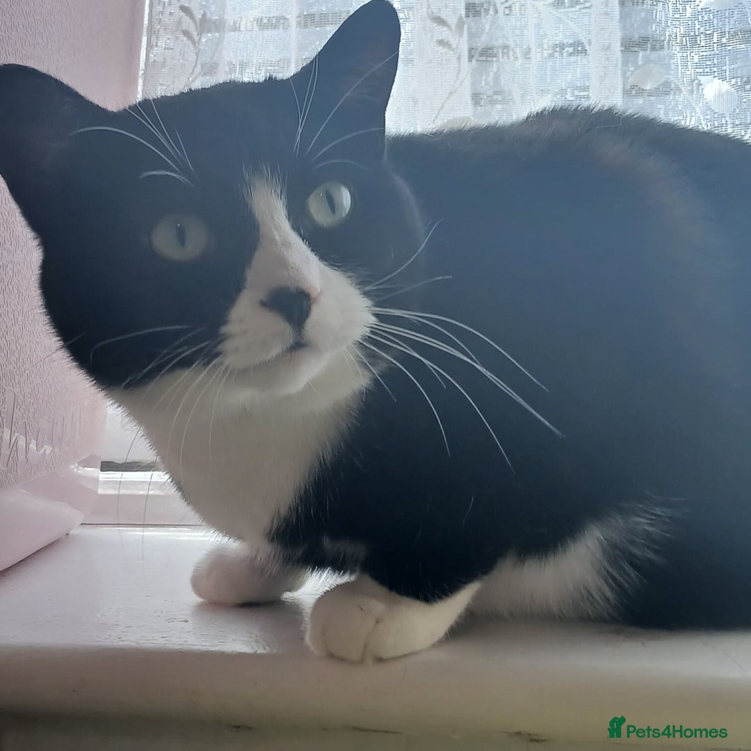 Mixed Breed cats for sale: Black and white loving girl cat 💗 - Image 7