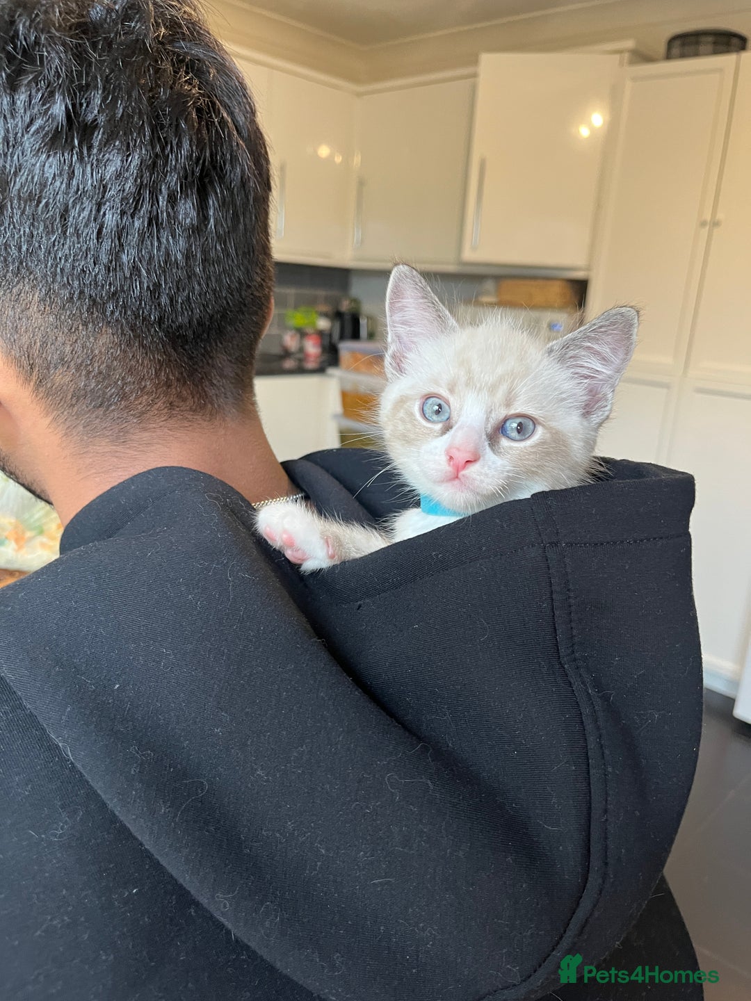 Bengal cats for sale: Ragdoll x Egyptian mau kitties  - Image 6