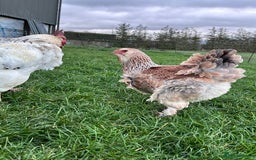 Hens poultry for sale: Beautiful Brahmas 4hens & 3 stunning cockerels  - Image 2