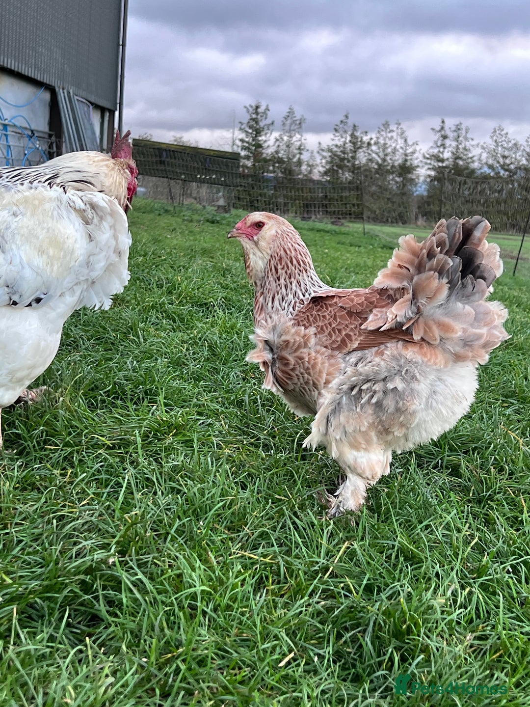 Hens poultry for sale: Beautiful Brahmas 4hens & 3 stunning cockerels  - Image 2