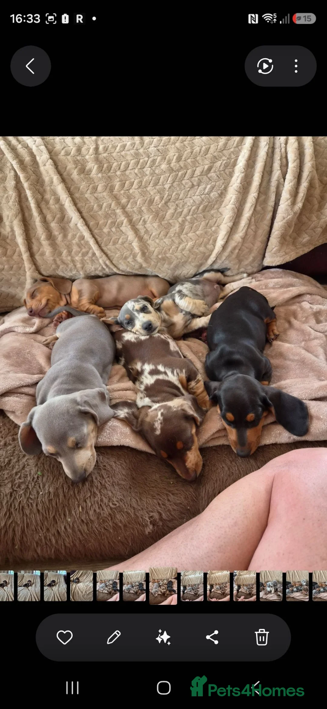 Miniature Dachshund dogs for sale: Miniature Dashunds  in Chelmsford - Advert 12