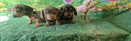 Miniature Dachshund dogs for sale: Stunning smooth haired miniature dacshund - Advert 8