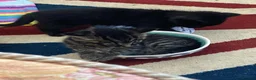 Mixed Breed cats for sale: 6 playful kittens for sale  - Advert 8