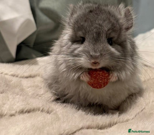 Chinchilla rodents STUNNING LOOKING 🤩🤩 MALE CHINCHILLA  - Advert 2