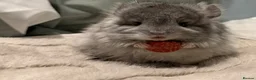 Chinchilla rodents for sale: STUNNING LOOKING 🤩🤩 MALE CHINCHILLA  - Advert 1