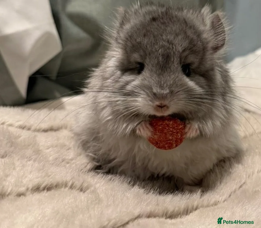 Chinchilla rodents for sale: STUNNING LOOKING 🤩🤩 MALE CHINCHILLA  - Advert 1