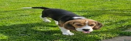 Beagle dogs for sale: Stunning Male Blanket Tri Beagle Puppy - Ready Now - Advert 7
