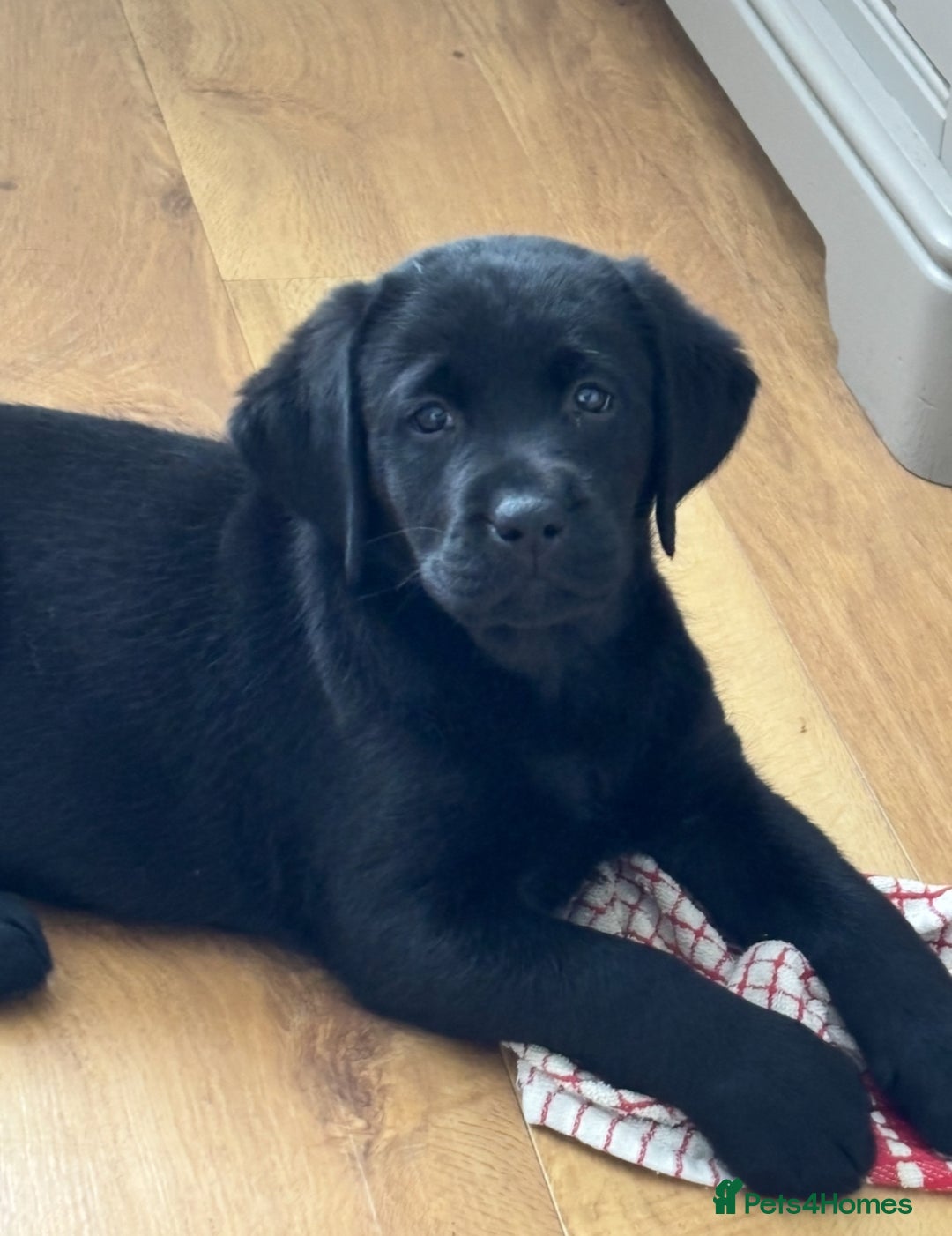 Labrador Retriever dogs for sale: Black Show Chunky female Available  - Advert 1