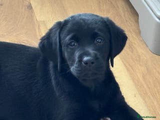 Labrador Retriever dogs Black Show Chunky female Available - Advert 1