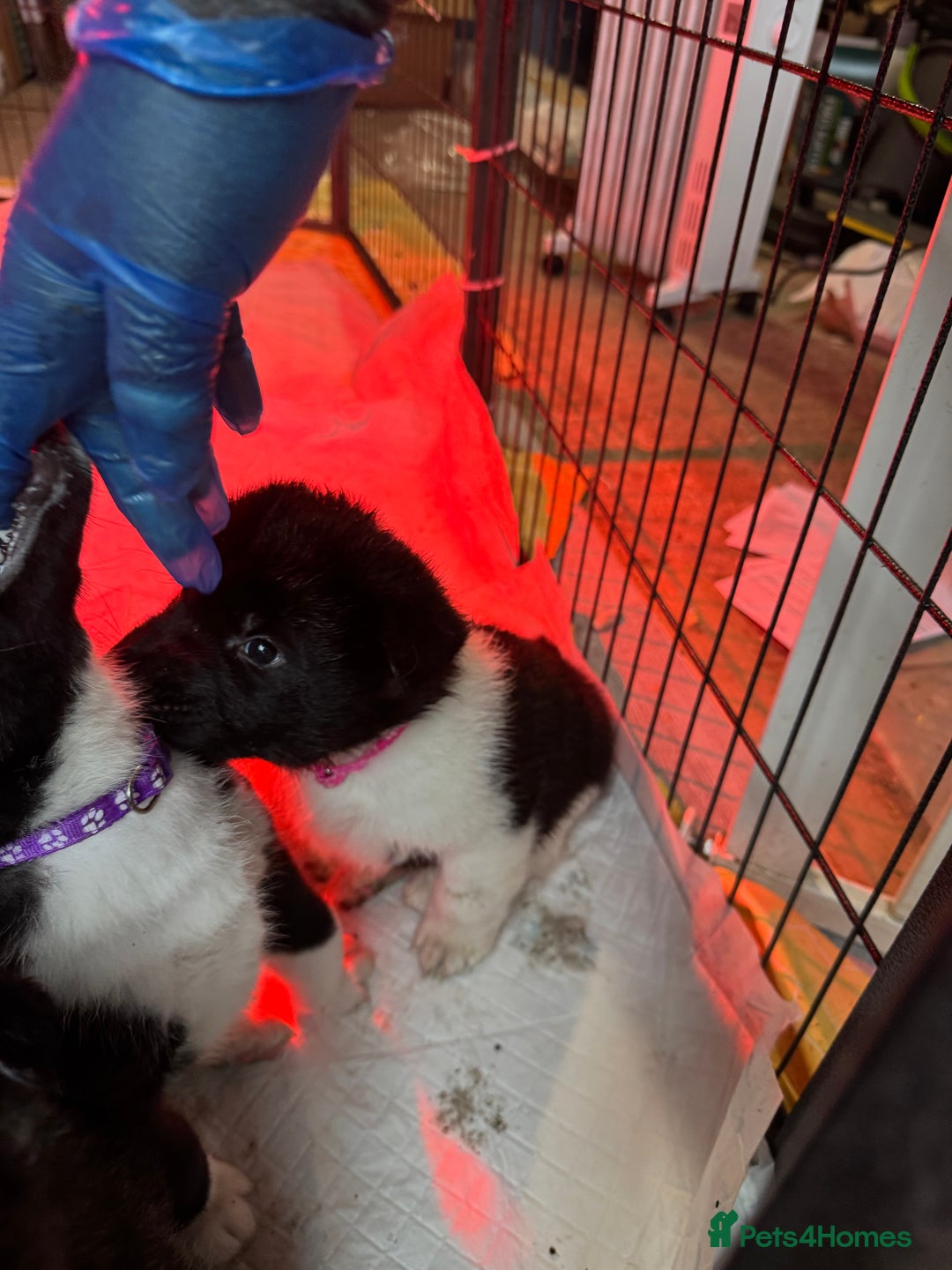 Akita dogs for sale: Black Mask American Akita Puppies - Advert 38