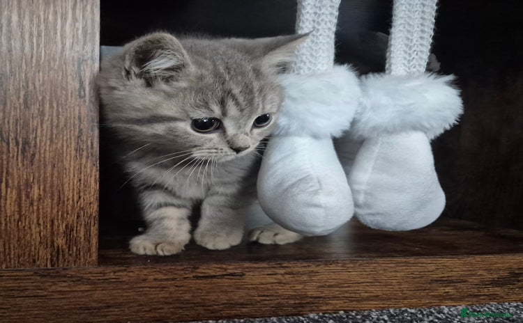 British Shorthair cats - Advert 5