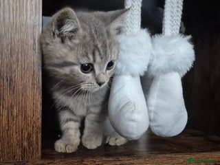 British Shorthair cats - Advert 8