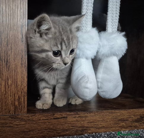 British Shorthair cats - Advert 3