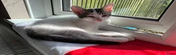 Mixed Breed cats for sale: Male kitten - Advert 3