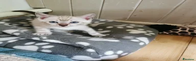 Miss Purple collar 