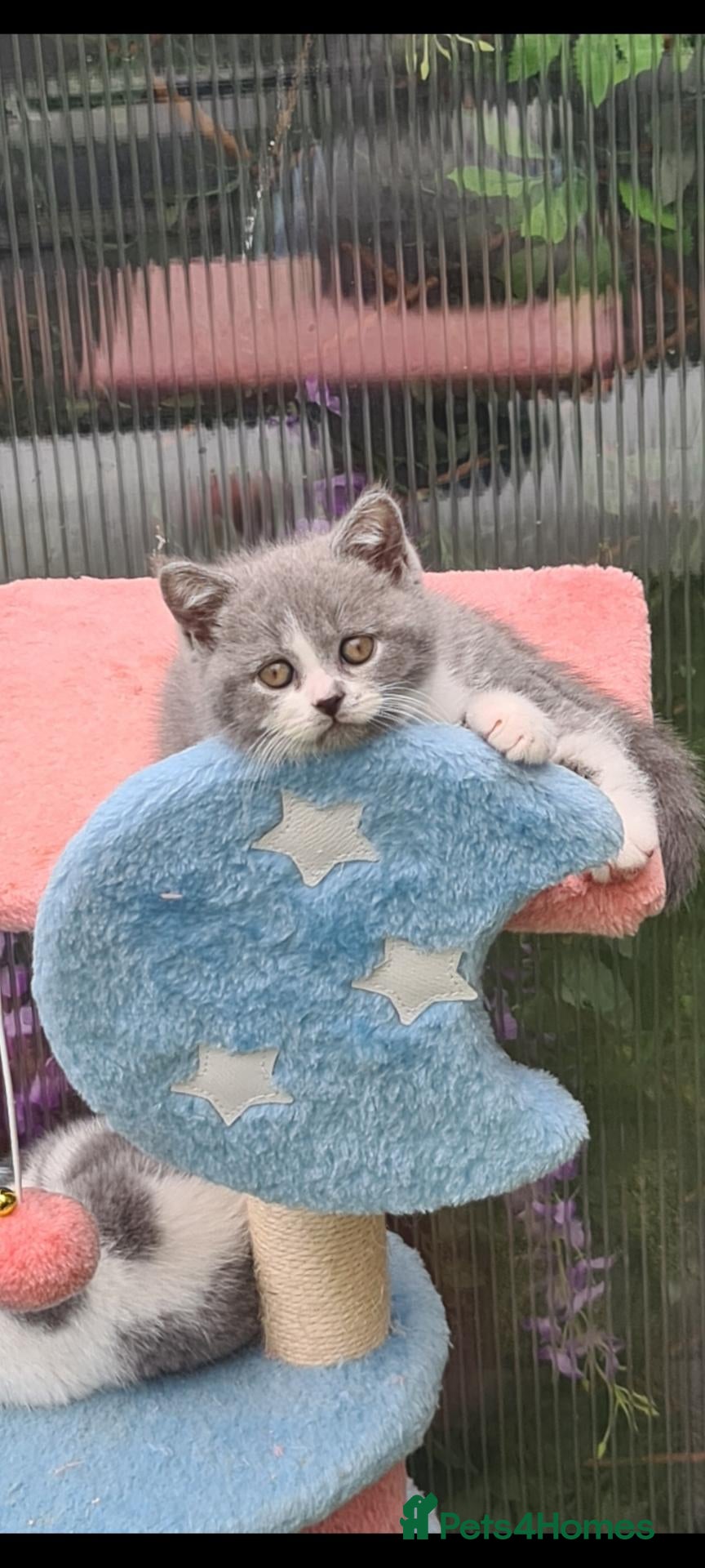 British Shorthair cats 💙 Last kitten**READY NOW** British shorthair** - Advert 10