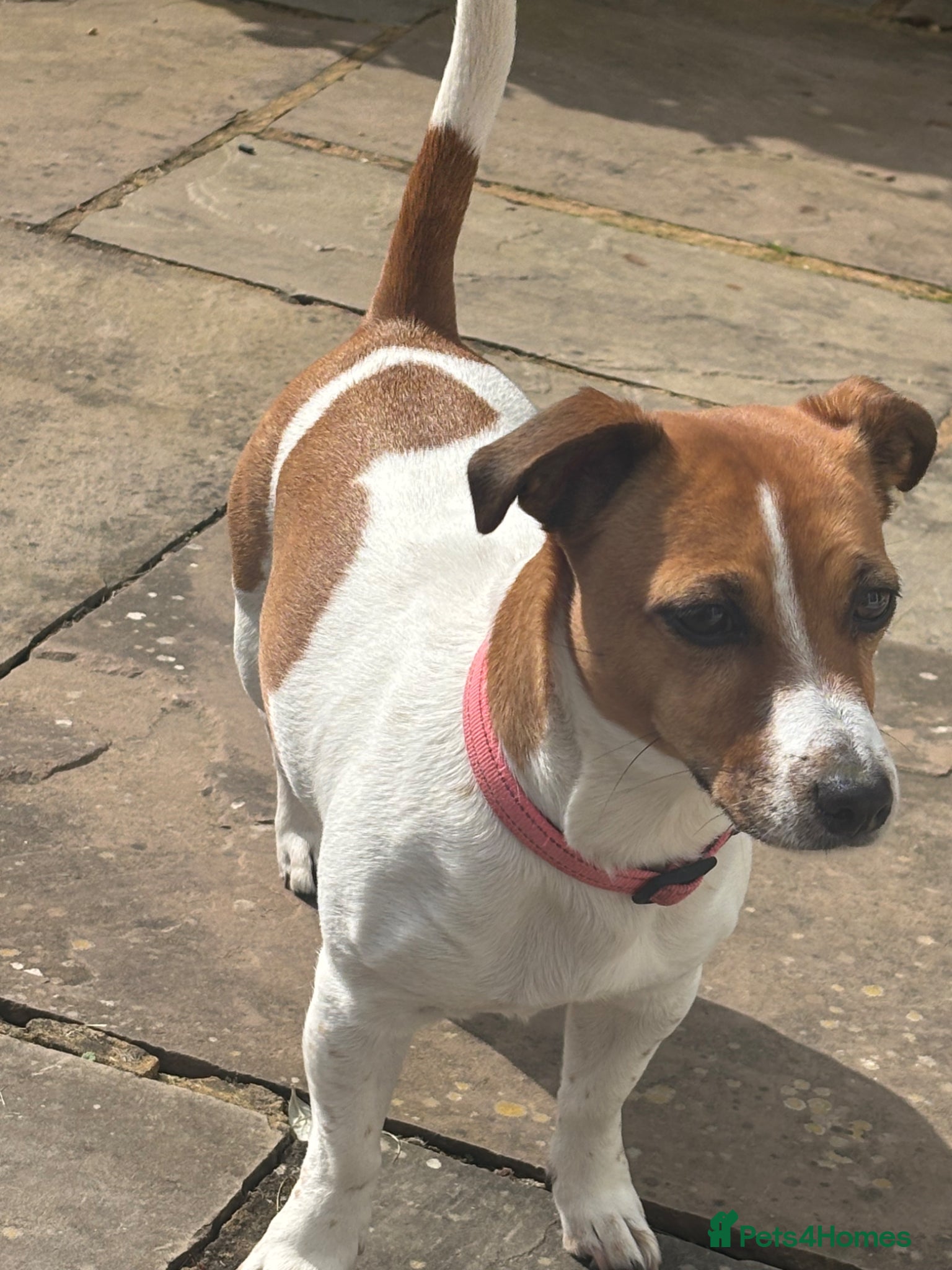 Jack Russell dogs Jack Russell Puppies - Advert 7