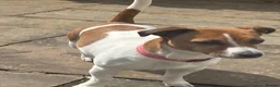 Jack Russell dogs for sale: Jack Russell Puppies - Advert 3