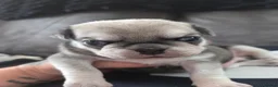Pug dogs for sale: Male pugs - Advert 10