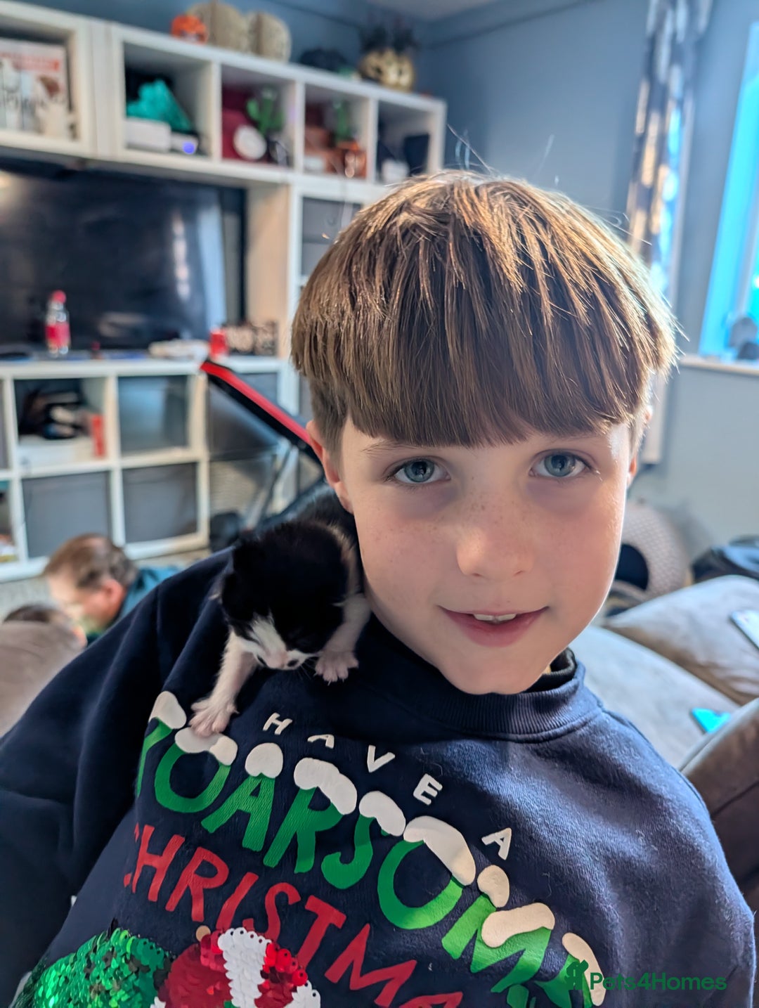 Domestic Shorthair cats for sale: Cute little black and white kitten - Advert 14