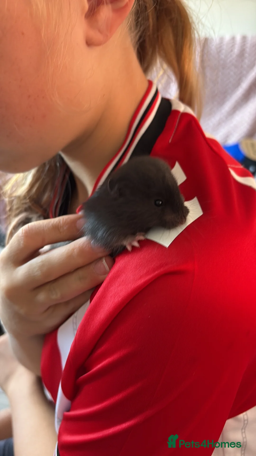Hamster rodents for sale:  Syrian baby hamsters,male & female - Advert 3