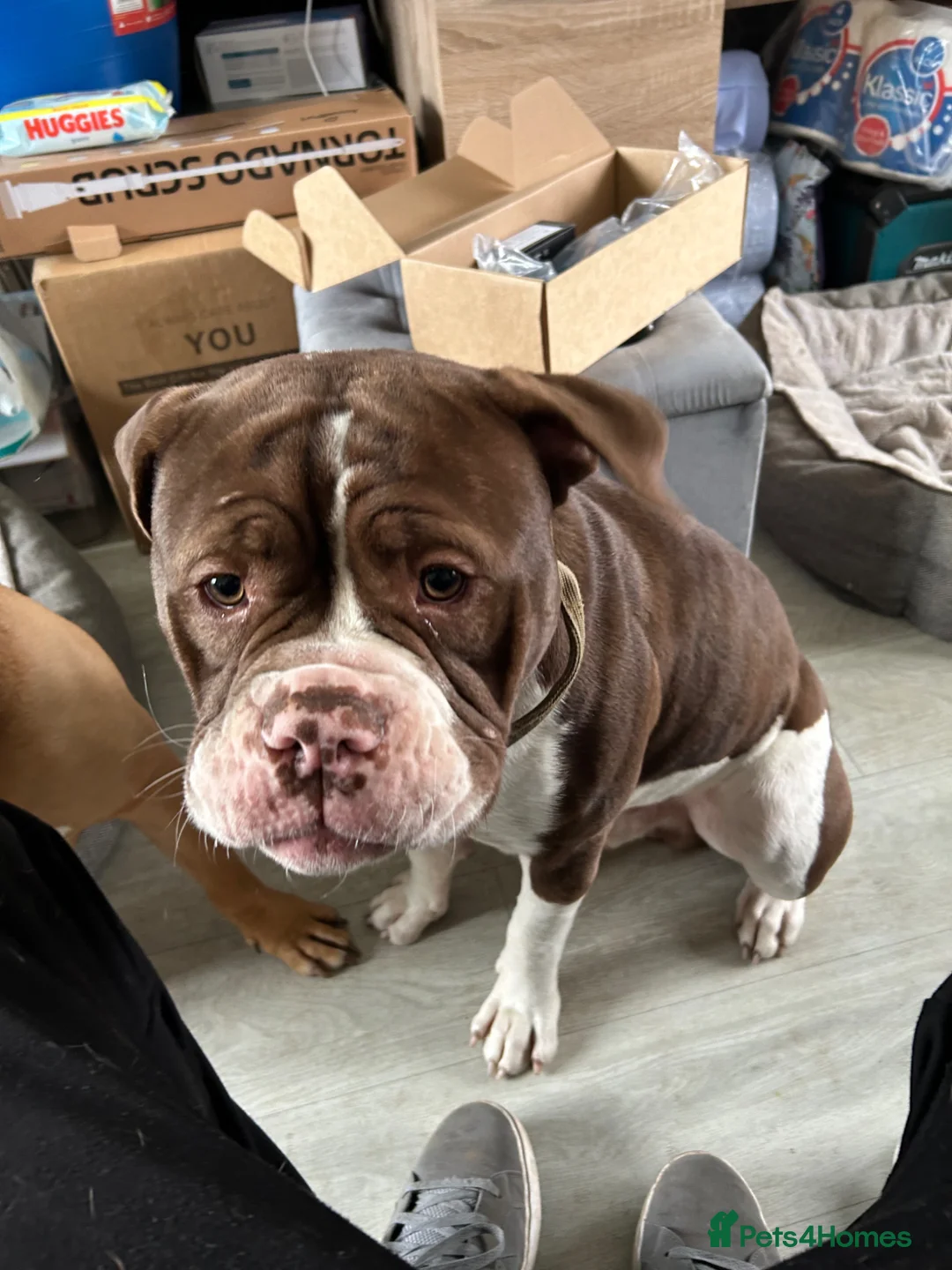 American Bulldog dogs for sale: American bulldog “Bosco” - Advert 1