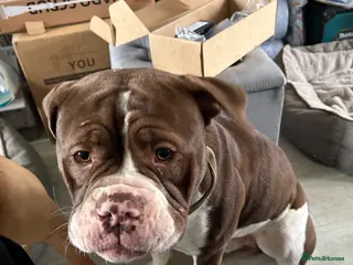 American Bulldog dogs American bulldog “Bosco” - Advert 2