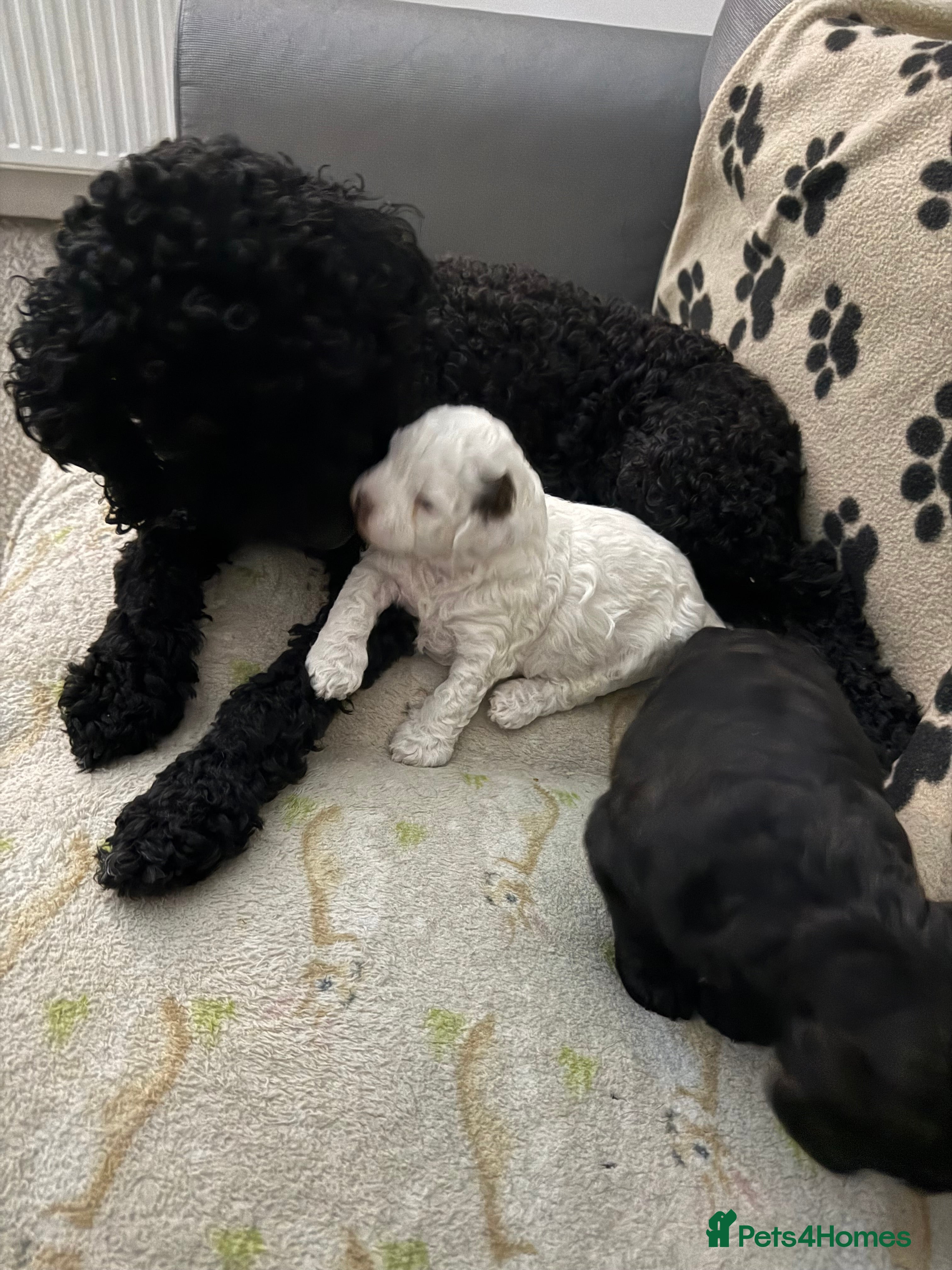 Mixed Breed dogs Cockapoo x Shihpoo male puppies in Gainsborough - Advert 2